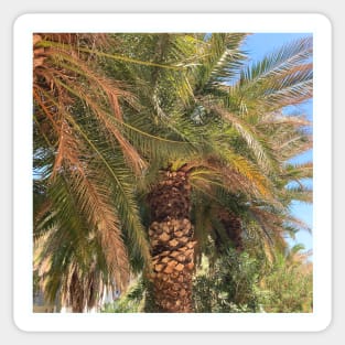 Pretty picture of a Palm Tree. Pretty Palm Trees Photography design with blue sky Sticker